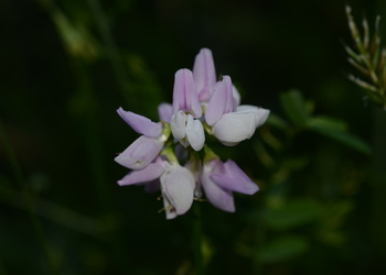 Bunte Kronwicke (Securigera varia) - © Bernard Wieser