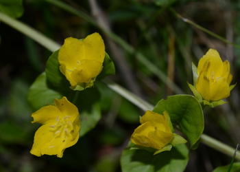 Pfennigkraut (Lysimachia nummularia) - © Bernard Wieser