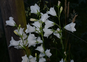 Pfirsichblatt Glockenblume (Campanula persicifolia) - © Bernard Wieser