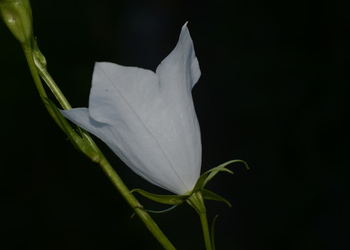 Pfirsichblatt Glockenblume (Campanula persicifolia) - © Bernard Wieser