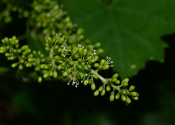 Weinrebe (Vitis vinifera x labrusca x riparia) - © Bernard Wieser