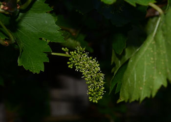 Weinrebe (Vitis vinifera x labrusca x riparia) - © Bernard Wieser