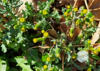 -- neu --Gewöhnliches Greiskraut (Senecio vulgaris) - © Bernard Wieser