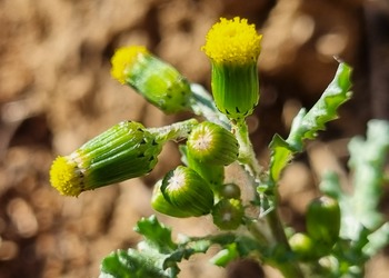 -- neu --Gewöhnliches Greiskraut (Senecio vulgaris) - © Bernard Wieser