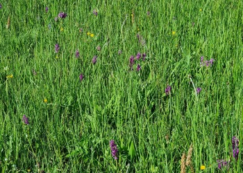Breitblättriges Knabenkraut (Dactylorhiza majalis) - © Bernard Wieser