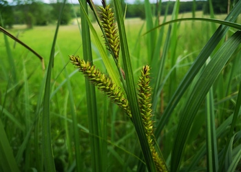 Schnabel-Segge (Carex rostrata) - © Bernard Wieser