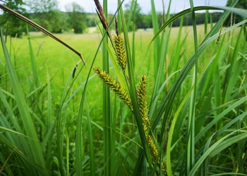 Schnabel-Segge (Carex rostrata) - © Bernard Wieser