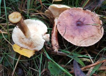 Gelbblättriger Ritterling (Tricholoma fulvum) - © Bernard Wieser