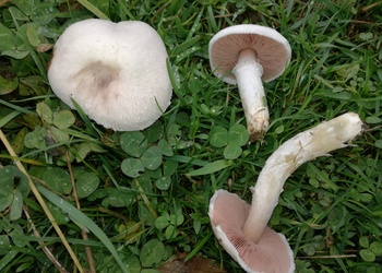 Wiesen-Champignon (Agaricus campestris) - © Bernard Wieser