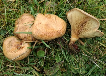 Kahler Krempling (Paxillus involutus ) - © Bernard Wieser