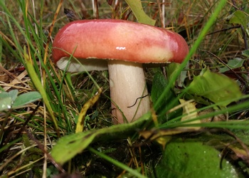 Blutroter Täubling (Russula sanguinea) - © Bernard Wieser