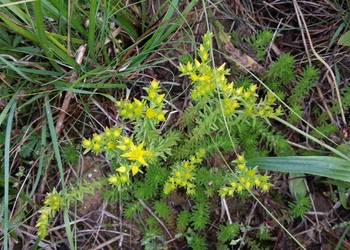 Milder Mauerpfeffer (Sedum sexangulare) - © Bernard Wieser
