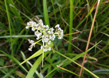 Wald-Simse (Scirpus sylvaticus) - © Bernard Wieser
