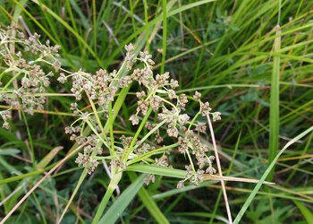 Wald-Simse (Scirpus sylvaticus) - © Bernard Wieser