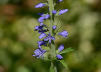 Langblatt-Blauweiderich (Veronica longifolia) - © Bernard Wieser