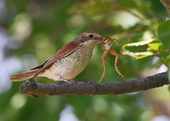 Neuntöter (Lanius collurio)