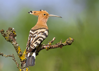 Wiedehopf (Upupa epops)