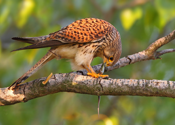 Turmfalke (Falco tinnunculus)