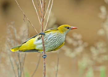 Pirol (Oriolus oriolus)