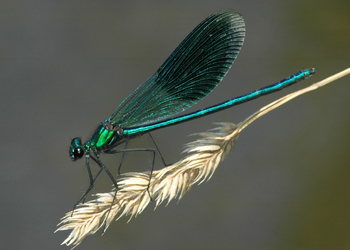 Gebänderte Prachtlibelle (Calopterxy splendens) - © Brigitte Komposch
