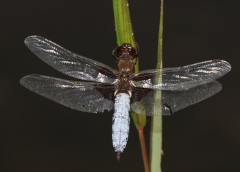 Plattbauch (Libellula depressa) - © Brigitte Komposch