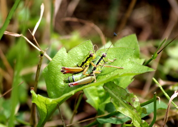 Flügellose Knarrschrecke (Micropodisma salamandra) - © Willi Stani