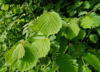 Gewöhnliche Hasel (Corylus avellana) - © Patrick Schwager