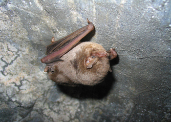 Langflügelfledermaus (Miniopterus schreibersii) - © Oliver Gebhardt