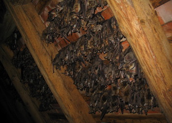 Großes Mausohr (Myotis myotis) - © Oliver Gebhardt