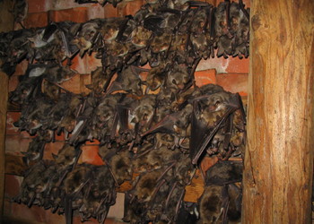 Großes Mausohr (Myotis myotis) - © Oliver Gebhardt