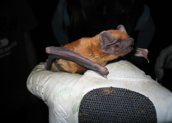 Abendsegler (Nyctalus noctula) - © Oliver Gebhardt