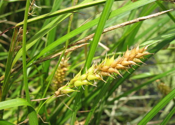 Blasen-Segge (Carex vesicaria) - © Patrick Schwager