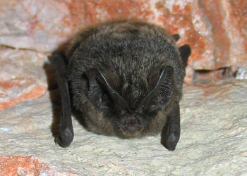 Mopsfledermaus (Barbastella barbastellus) - © Oliver Gebhardt