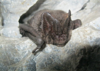 Mopsfledermaus (Barbastella barbastellus) - © Oliver Gebhardt