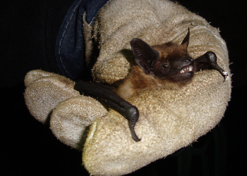 Breitflügelfledermaus (Eptesicus serotinus) - © Oliver Gebhardt