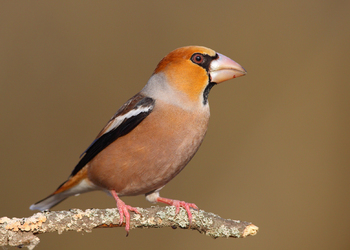 Kernbeisser (Coccothraustes coccothraustes)