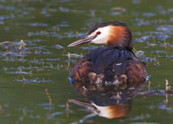 Haubentaucher (Podiceps cristatus)