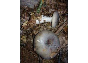 Nebelkappe, Herbstblattl (Clitocybe nebularis) - © Bernard Wieser