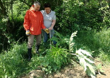 Riesen-Bärenklau, Herkulesstaude (Heracleum mantegazzianum) - © Bernard Wieser
