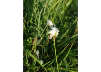 Breitblättriges Wollgras (Eriophorium latifolium) - © Bernard Wieser