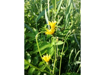 Sumpf-Pippau (Crepis paludosa) - © Bernard Wieser