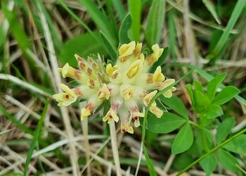 Blasser Wundklee (Anthyllis vulneraria ssp. capathica) - © Bernard Wieser