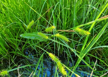 Blasen-Segge (Carex vesicaria) - © Bernard Wieser