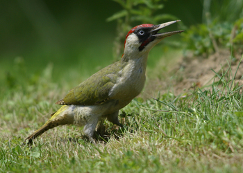 Grünspecht (Picus viridis) - © Alois Absenger