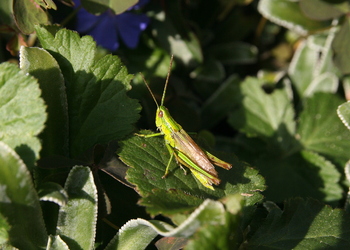 Große Goldschrecke (Chrysochraon dispar) - © Willi Stani