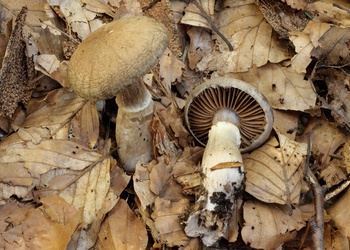 Wohlriechender Gürtelfuß (Cortinarius torvus) - © Michaela und Gernot Friebes