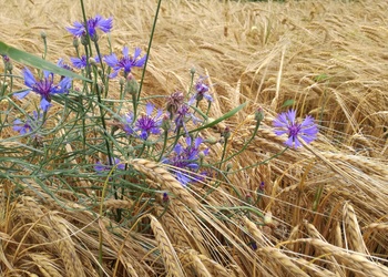 Kornblume (Centaurea cyanus L.) - © Bernard Wieser