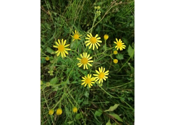 Spreizendes Greiskraut (Senecio erraticus) - © Bernard Wieser