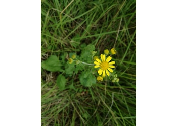 Spreizendes Greiskraut (Senecio erraticus) - © Bernard Wieser