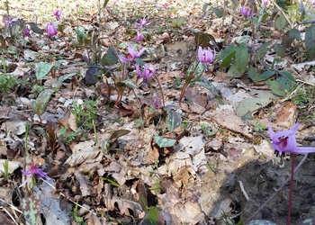 Hunds-Zahnlilie (Erythronium dens-canis) - © Bernard Wieser